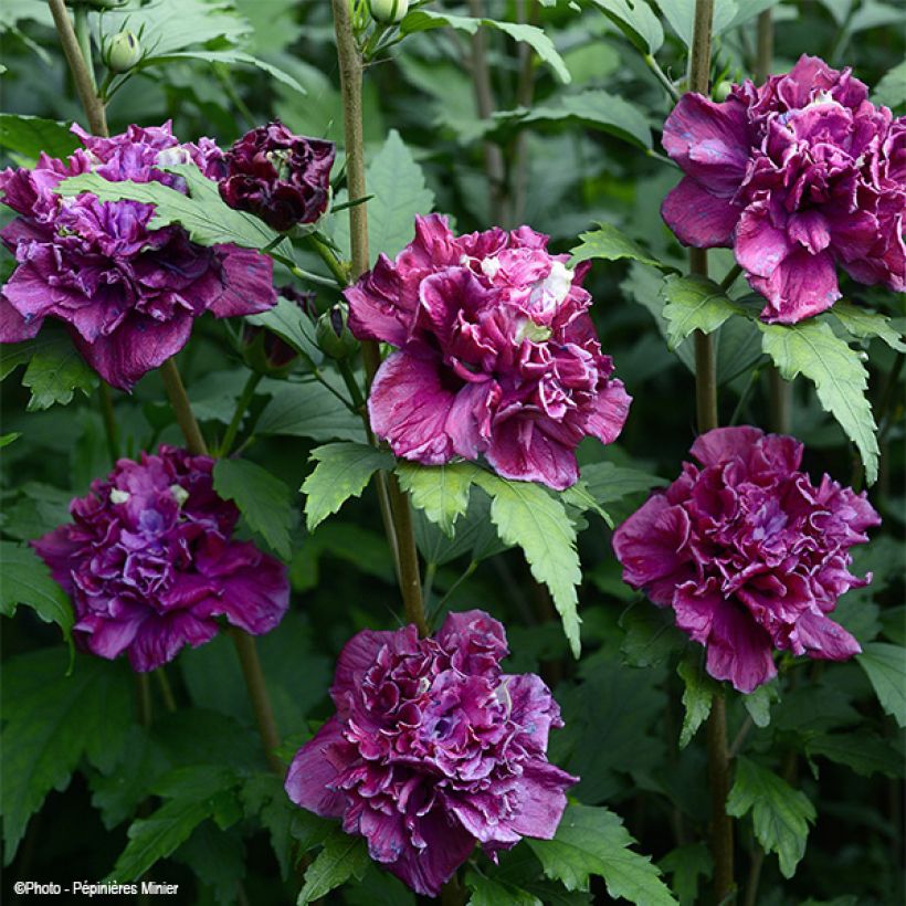 Garten-Hibiscus French Cabaret Red - Hibiscus syriacus (Flowering)