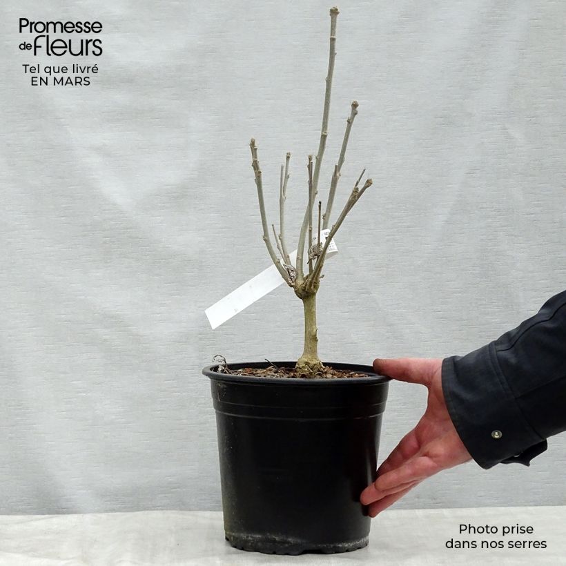 Exemplar von Garten-Hibiscus French Cabaret Red - Hibiscus syriacus Topf mit 3L/4L wie im Frühjahr geliefert