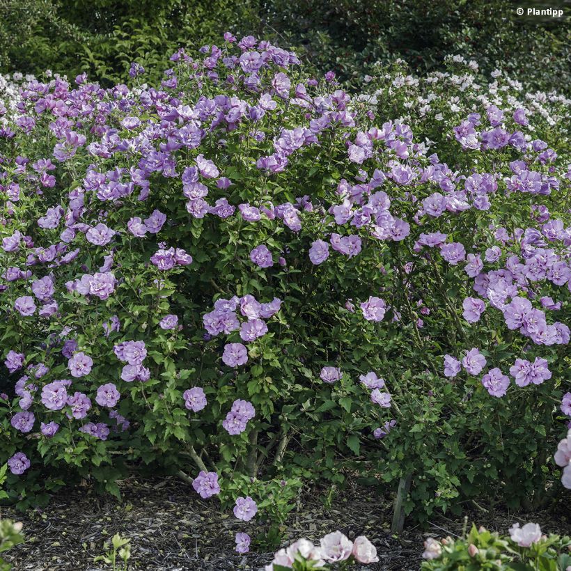 Garten-Hibiscus Lavender Chiffon - Hibiscus syriacus (Plant habit)