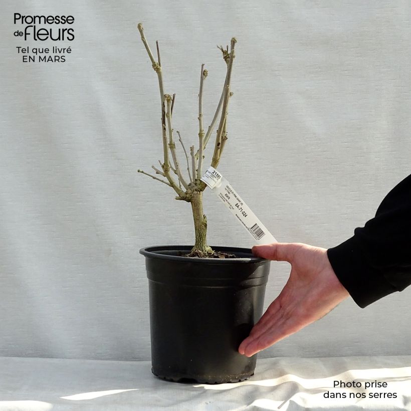 Exemplar von Garten-Hibiscus Pink Giant - Hibiscus syriacus Topf mit 4L/5L wie im Frühjahr geliefert