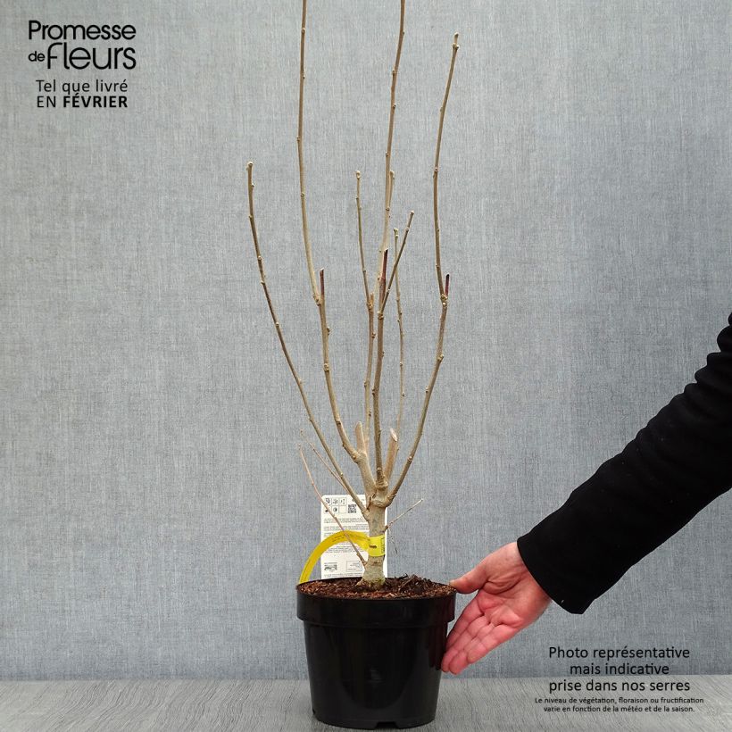 Exemplar von Hibiscus Rose Moon - Garten-Hibiscus Topf mit 3L/4L wie im Winter geliefert