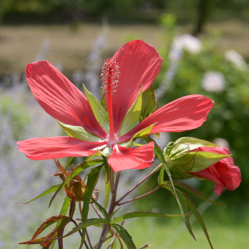 Hibiscus coccineus - Scharlach-Hibiskus (Blüte)