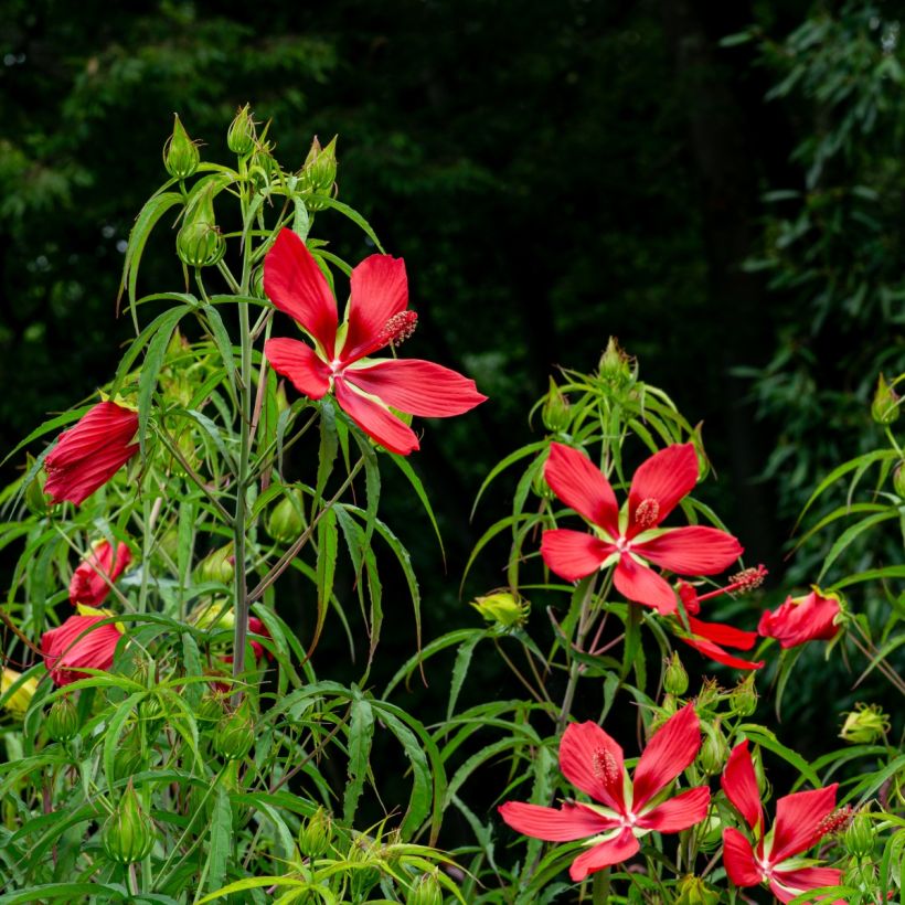 Hibiscus coccineus - Scharlach-Hibiskus (Hafen)