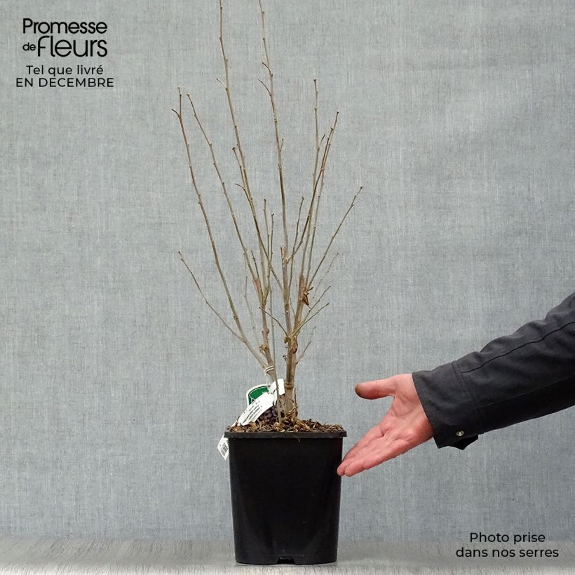 Exemplar von Garten-Hibiscus French Cabaret Pastel - Hibiscus syriacus Topf mit 3L/4L wie im Winter geliefert