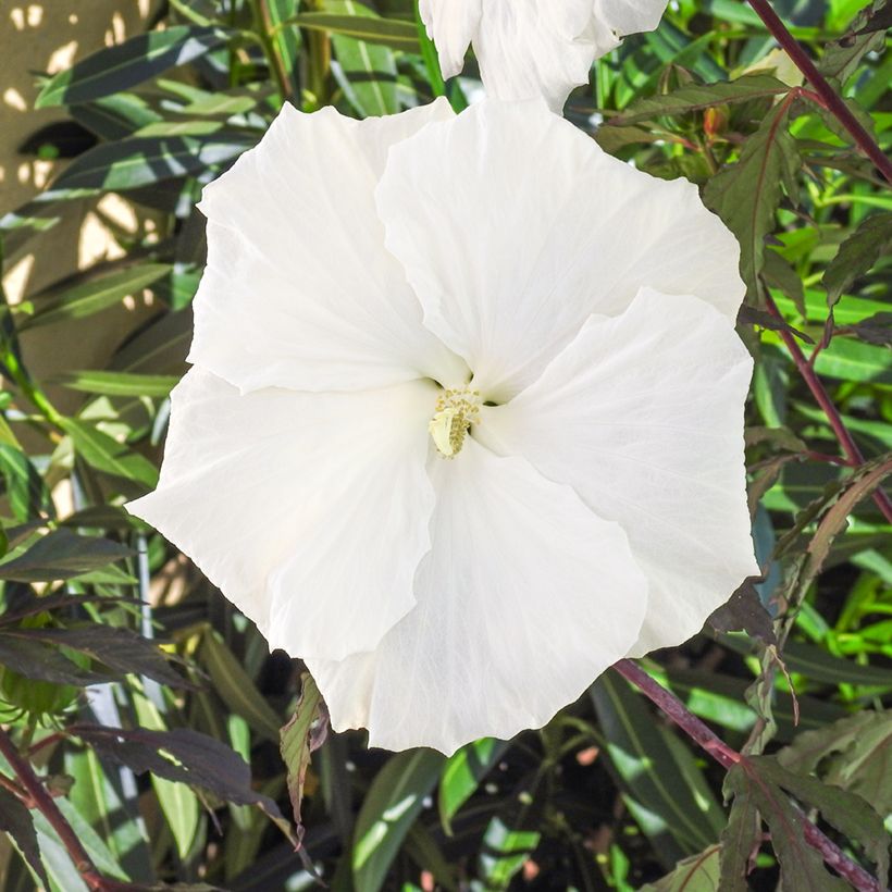 Hibiscus moscheutos Carousel Ghost - Sumpfeibisch (Flowering)