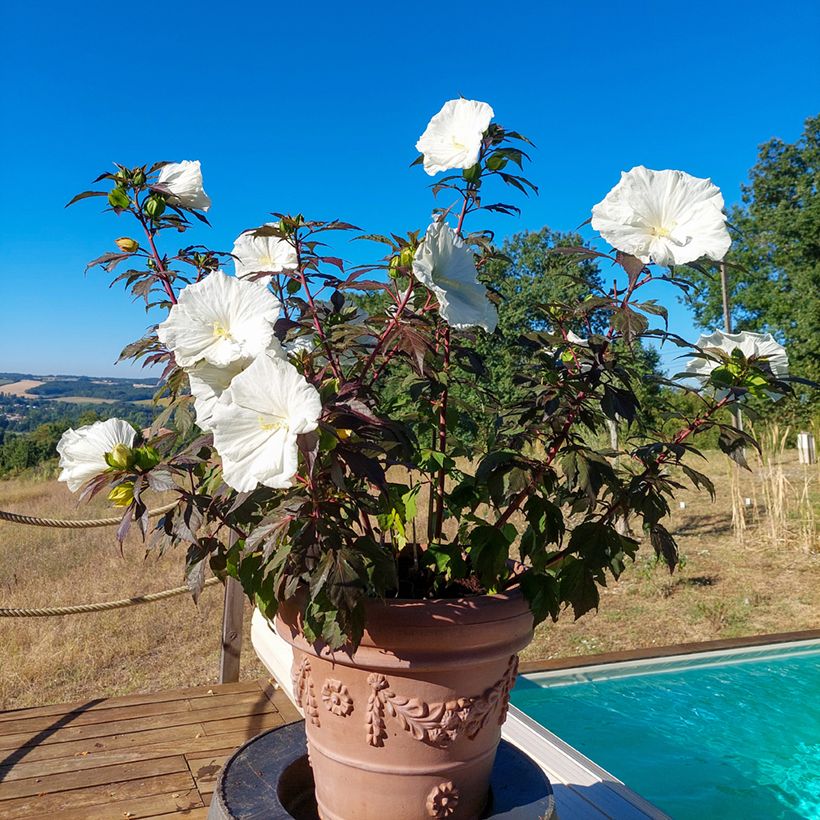 Hibiscus moscheutos Carousel Ghost - Sumpfeibisch (Plant habit)