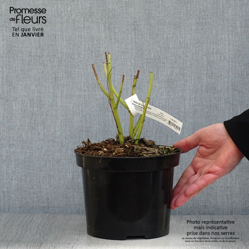 Exemplar von Hibiscus moscheutos Cherry Cheesecake - Sumpfeibisch Topf mit 3L/4L wie im Winter geliefert