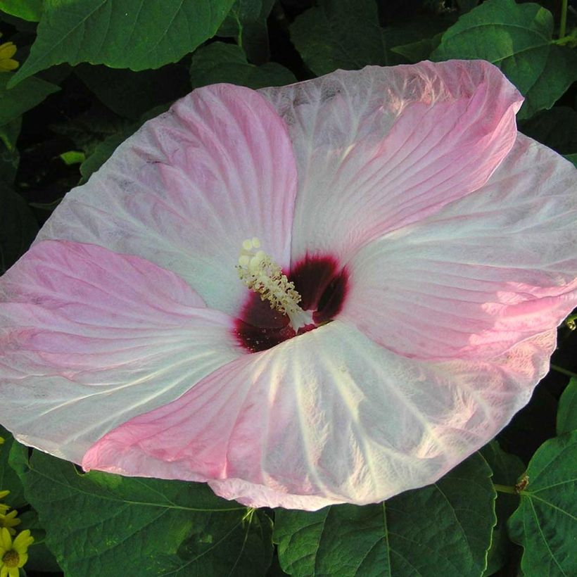 Hibiscus moscheutos Fujin - Sumpfeibisch (Flowering)