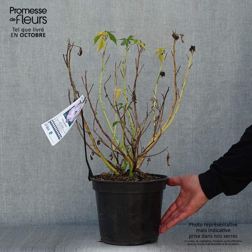 Example of Hibiscus moscheutos Fujin - Sumpfeibisch Topf mit 4L/5L as you get in automne