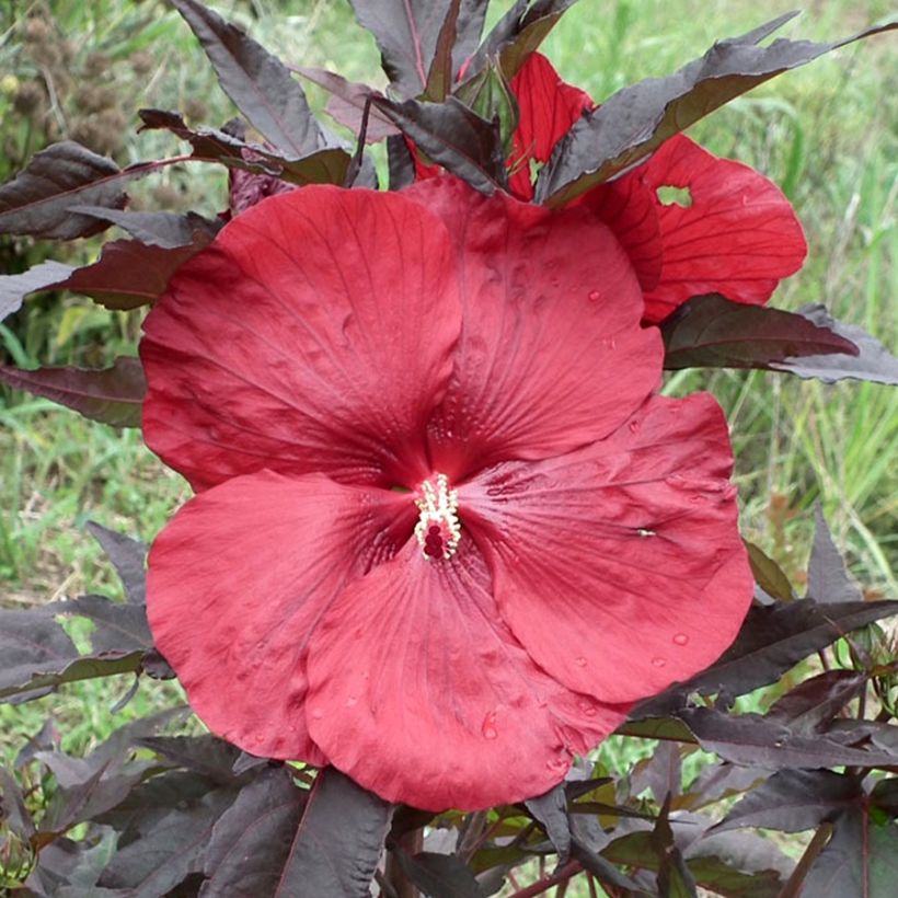 Hibiscus moscheutos Carrousel Geant Red - Sumpfeibisch (Flowering)