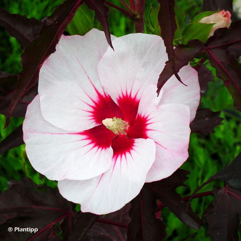 Hibiscus moscheutos Joli Coeur - Sumpfeibisch (Flowering)