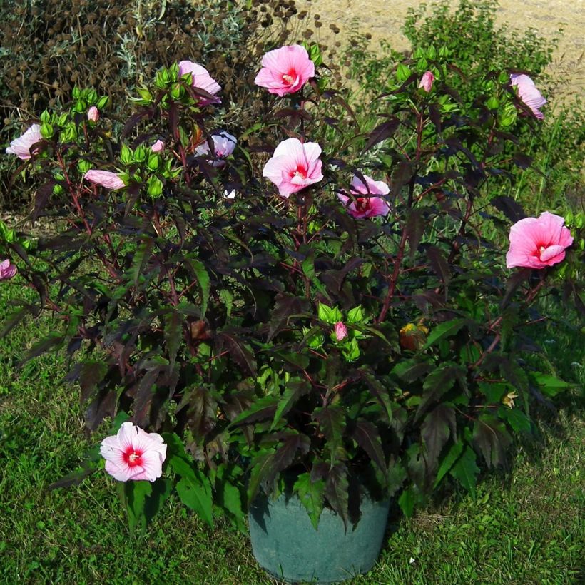 Hibiscus moscheutos Joli Coeur - Sumpfeibisch (Plant habit)