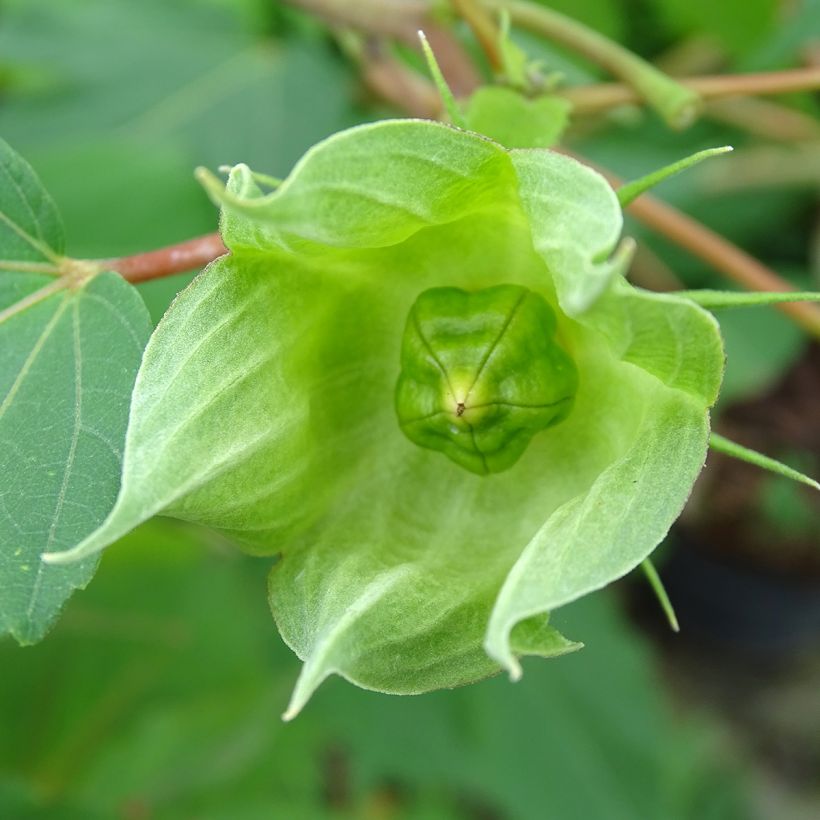 Hibiscus moscheutos PLANET Griotte - Sumpfeibisch (Harvest)