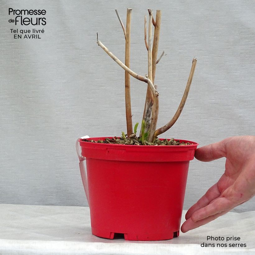 Exemplar von Hibiscus moscheutos PLANET Griotte - Sumpfeibisch Topf mit 3L/4L wie im Frühjahr geliefert