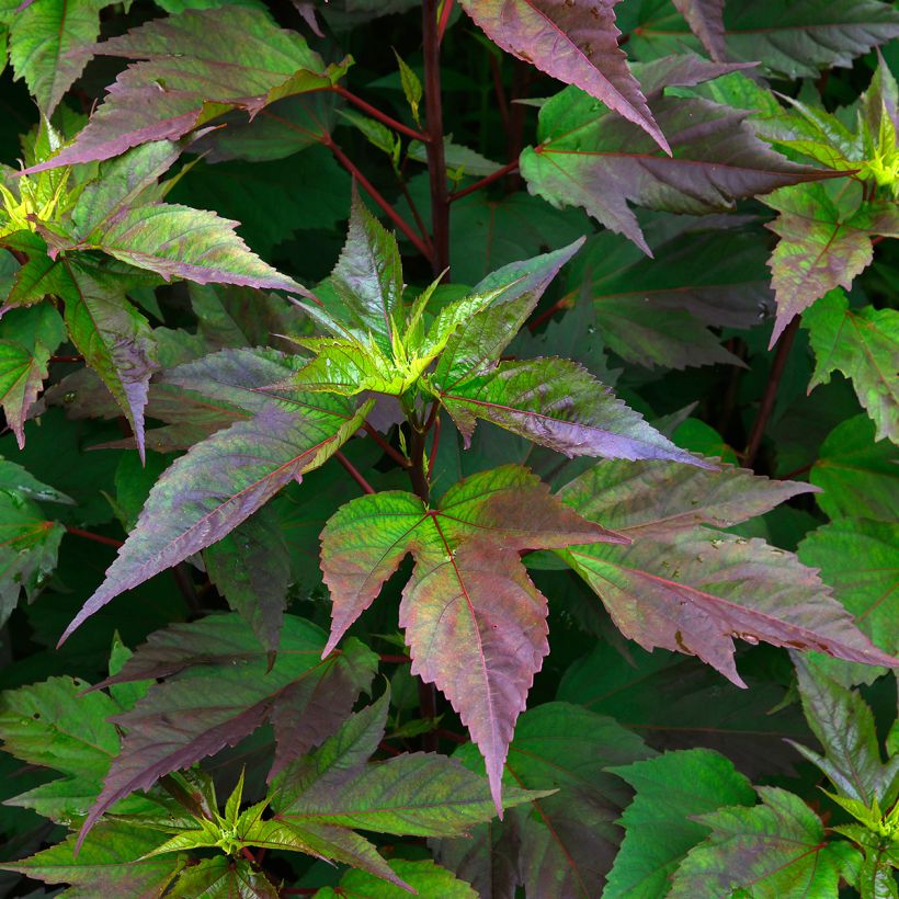 Hibiscus moscheutos PLANET Griotte - Sumpfeibisch (Laub)