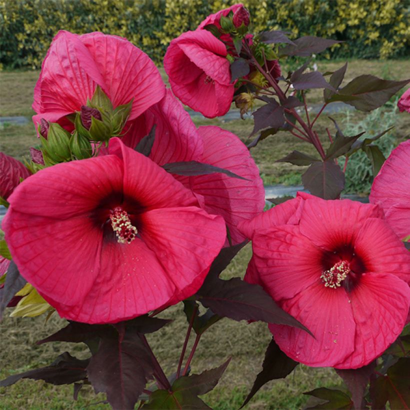 Hibiscus moscheutos PLANET Griotte - Sumpfeibisch (Foliage)