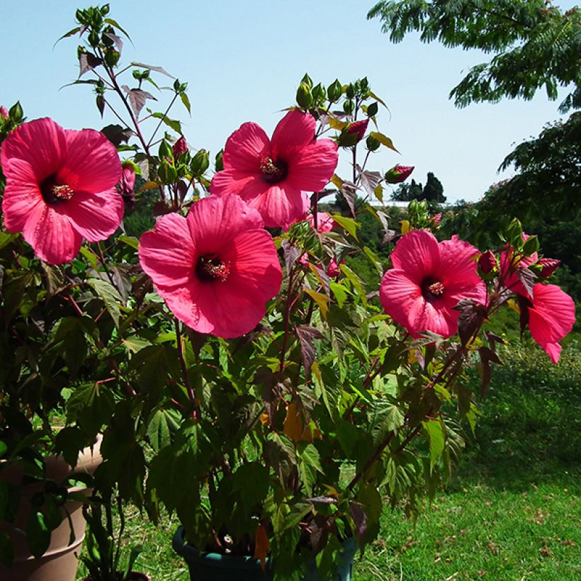 Hibiscus moscheutos PLANET Griotte - Sumpfeibisch (Flowering)
