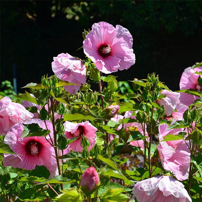 Hibiscus moscheutos PLANET Solène - Sumpfeibisch (Flowering)