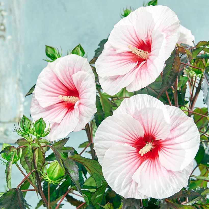Hibiscus moscheutos Pink Candy - Sumpfeibisch (Flowering)