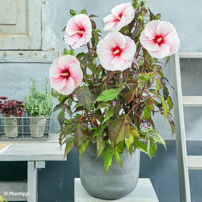 Hibiscus moscheutos Pink Candy - Sumpfeibisch (Plant habit)