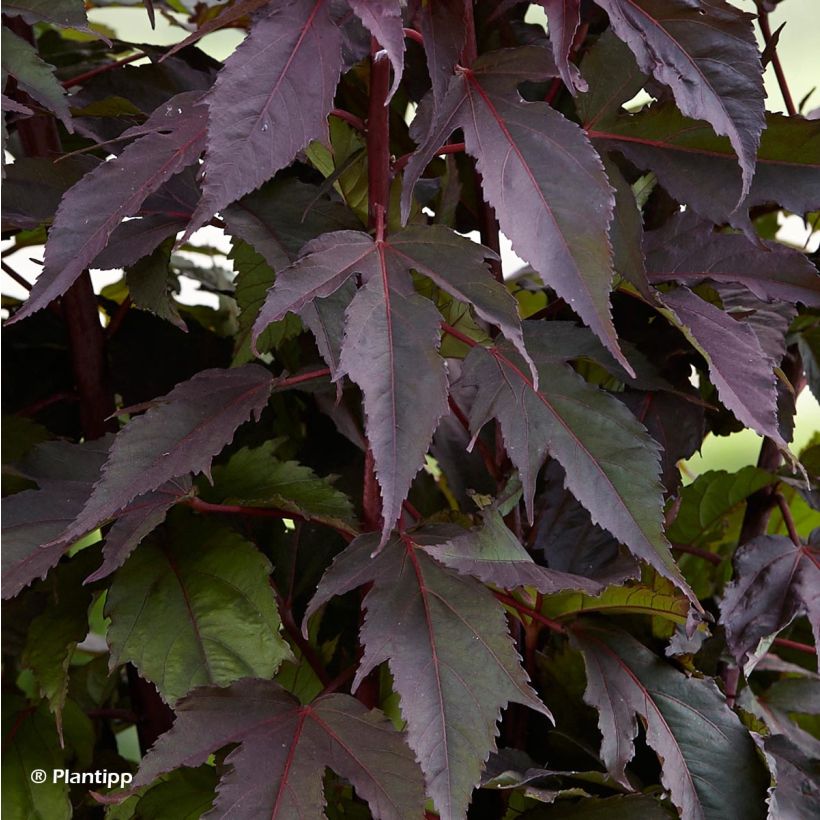 Hibiscus moscheutos Pink Passion - Sumpfeibisch (Foliage)