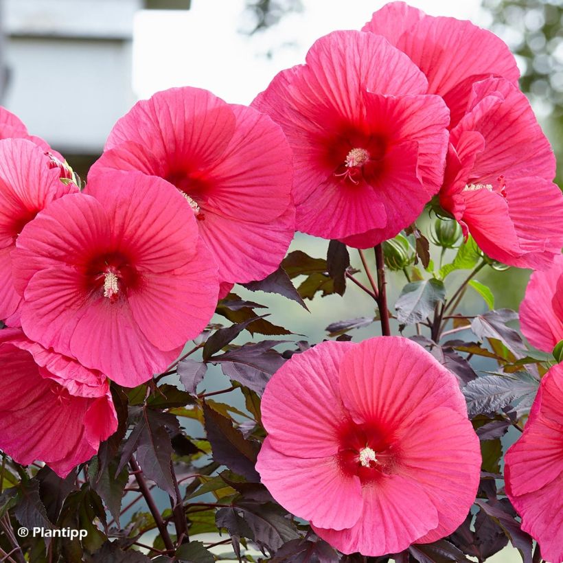 Hibiscus moscheutos Pink Passion - Sumpfeibisch (Flowering)