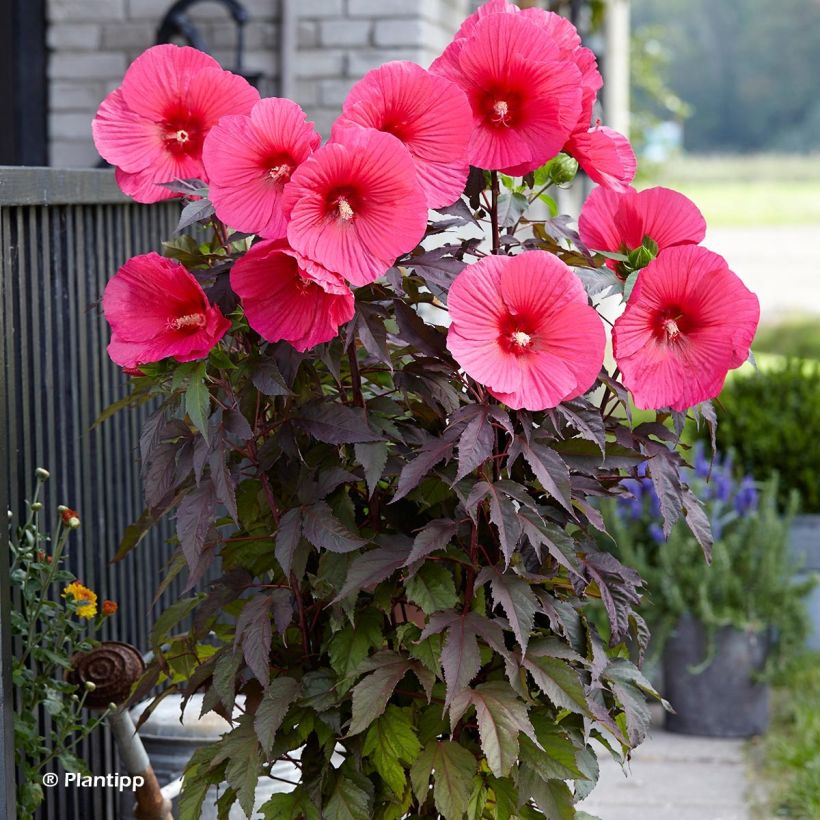 Hibiscus moscheutos Pink Passion - Sumpfeibisch (Plant habit)