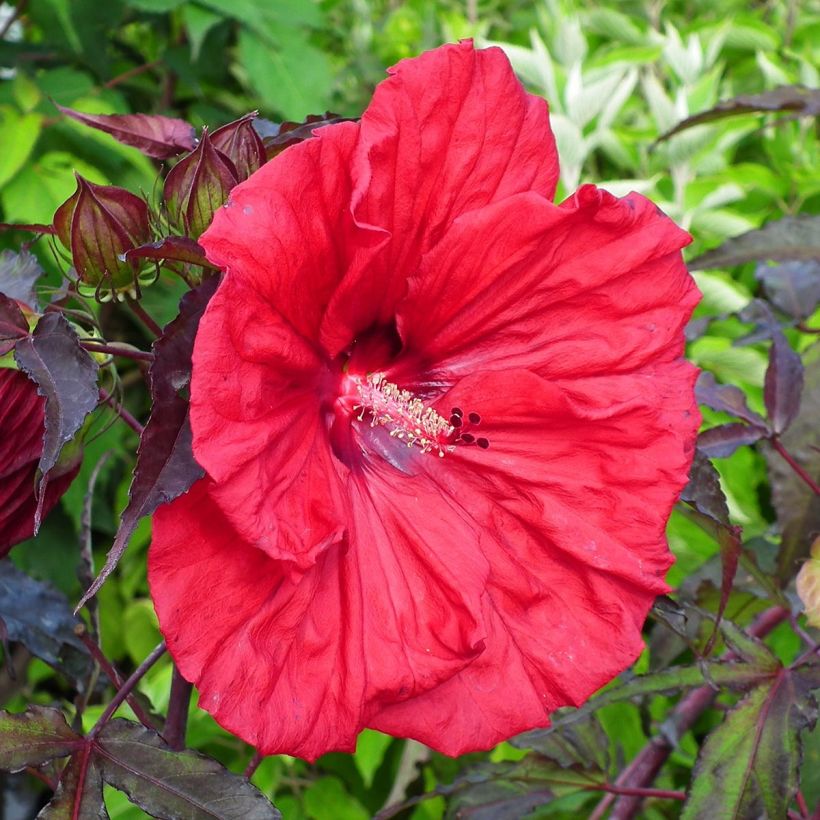 Hibiscus moscheutos Red Wine - Sumpfeibisch (Flowering)