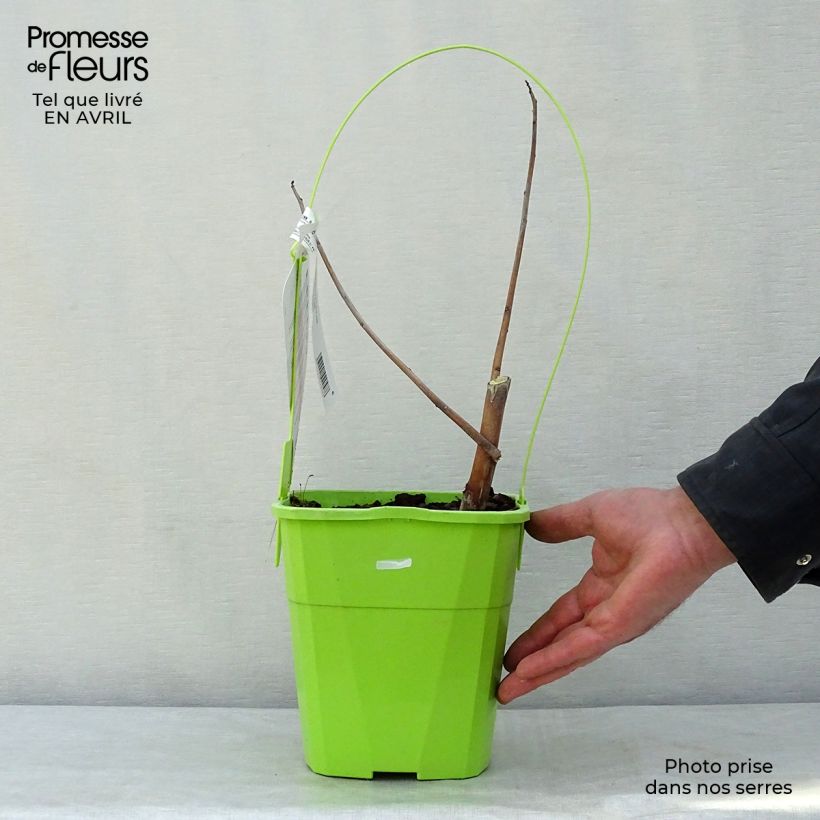 Exemplar von Hibiscus moscheutos Red Wine - Sumpfeibisch Topf mit 4L/5L wie im Frühjahr geliefert