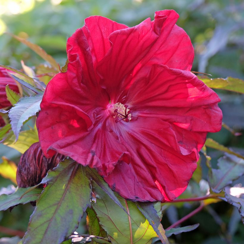 Hibiscus moscheutos Red Wine - Sumpfeibisch (Blüte)