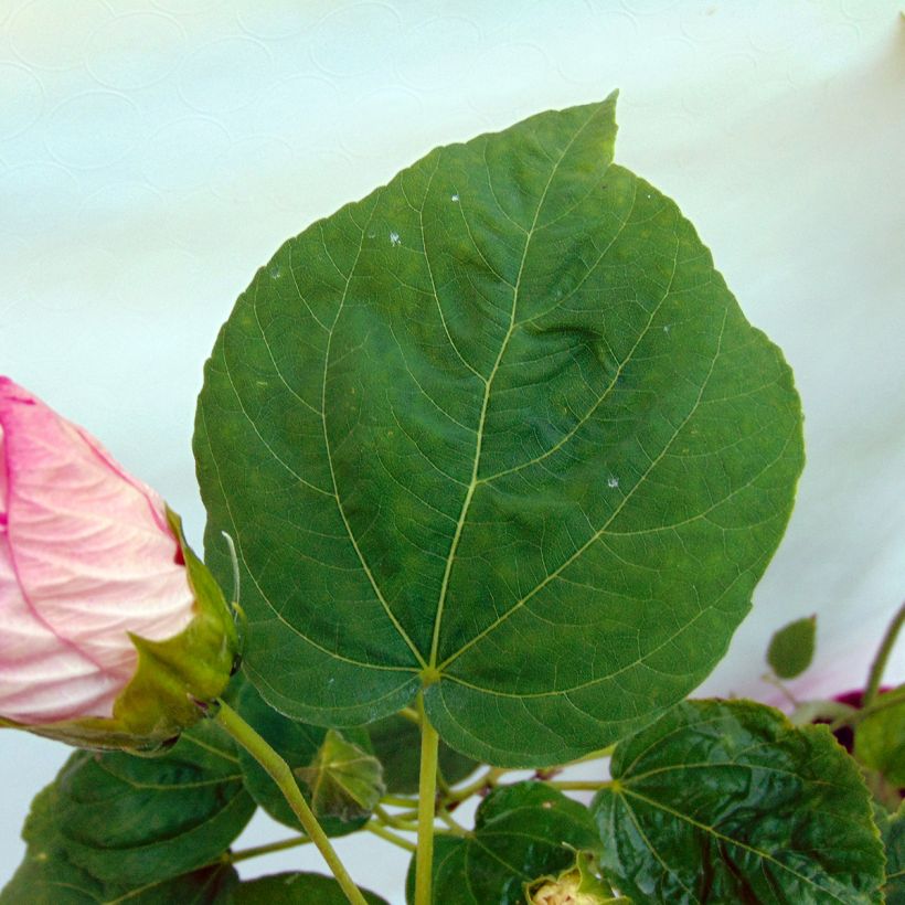 Hibiscus moscheutos Rose - Sumpfeibisch (Foliage)