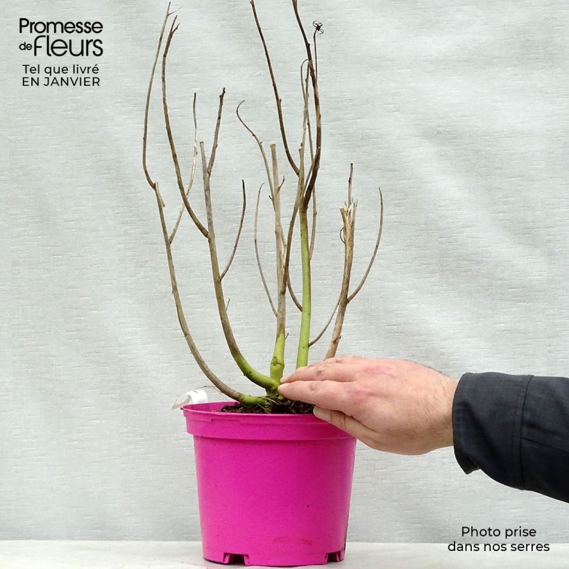 Exemplar von Hibiscus moscheutos Rose - Sumpfeibisch Topf mit 2L/3L wie im Winter geliefert