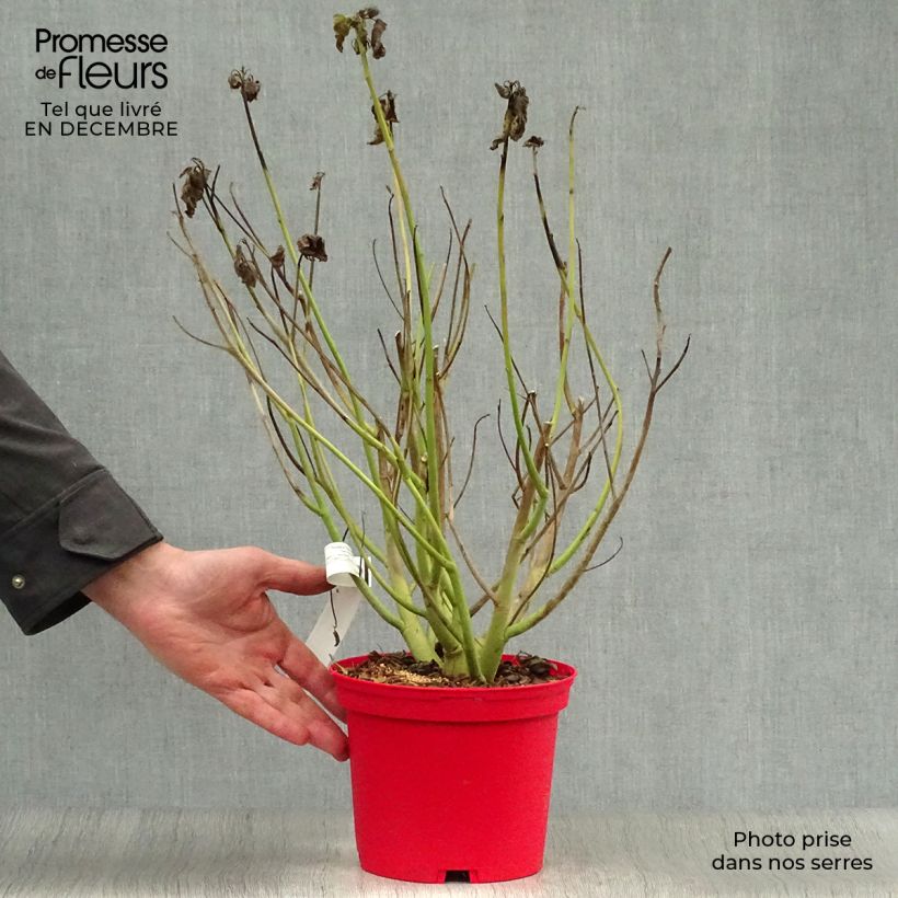 Exemplar von Hibiscus moscheutos Red - Sumpfeibisch Topf mit 2L/3L wie im Winter geliefert