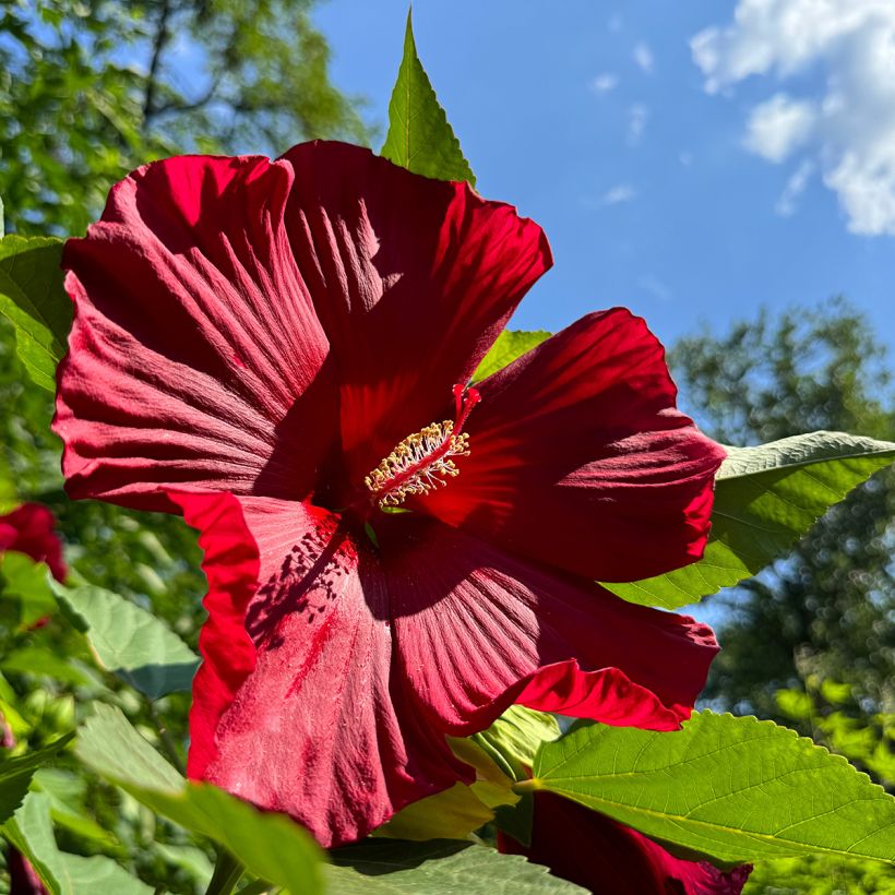 Hibiscus moscheutos Red - Sumpfeibisch (Blüte)