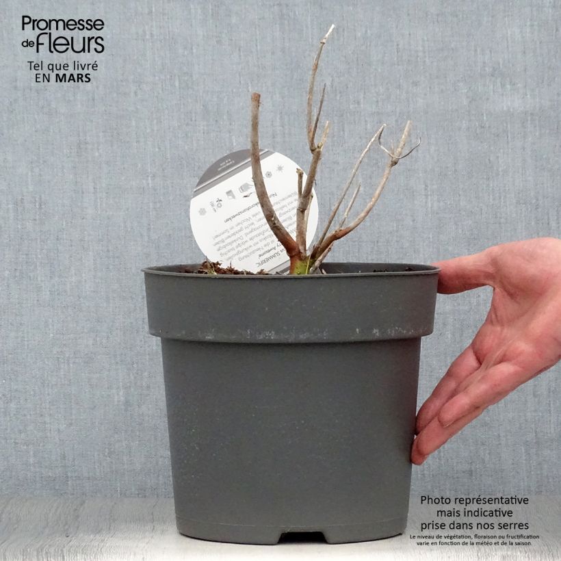 Exemplar von Hibiscus moscheutos Summerific Berry Awesome - Sumpfeibisch Topf mit 3L/4L wie im Frühjahr geliefert