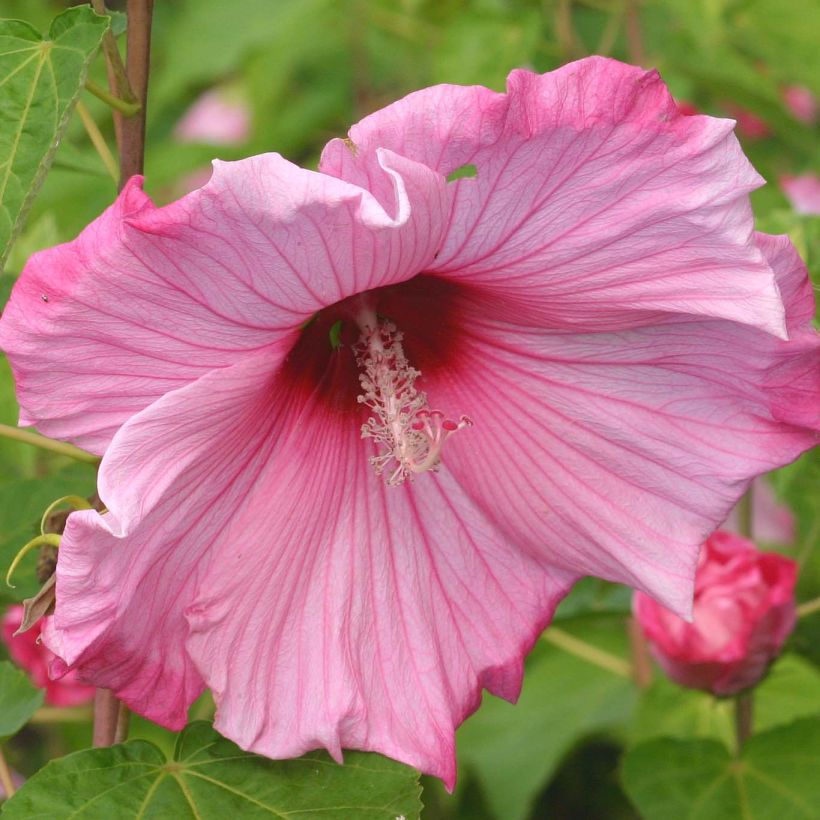 Hibiscus moscheutos Sweet Caroline - Sumpfeibisch (Flowering)