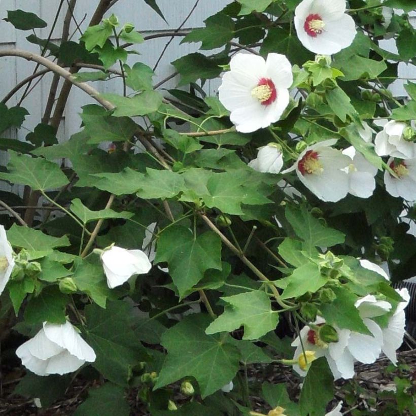 Hibiscus paramutabilis - Hibiskus (Foliage)