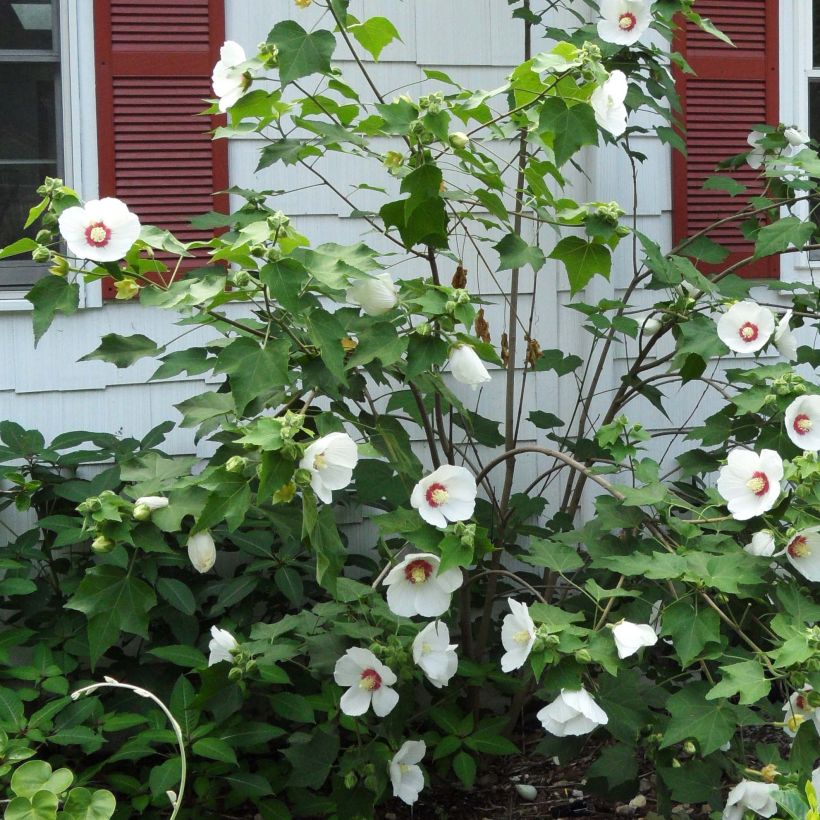 Hibiscus paramutabilis - Hibiskus (Flowering)