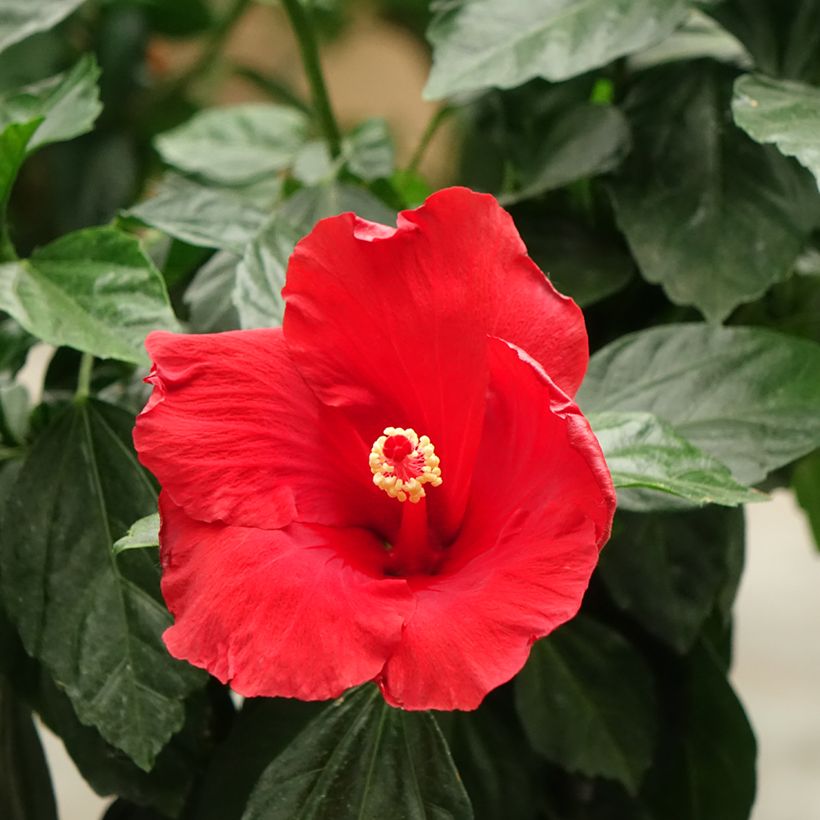 Hibiscus Sunny Cities Premiere Red (Samen) (Flowering)