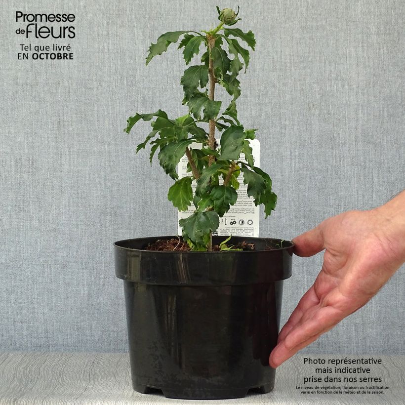 Example of Garten-Hibiscus Azurri - Hibiscus syriacus Topf mit 2L/3L as you get in automne