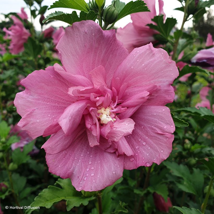 Garten-Hibiscus Beautifull Magenta - Hibiscus syriacus (Blüte)
