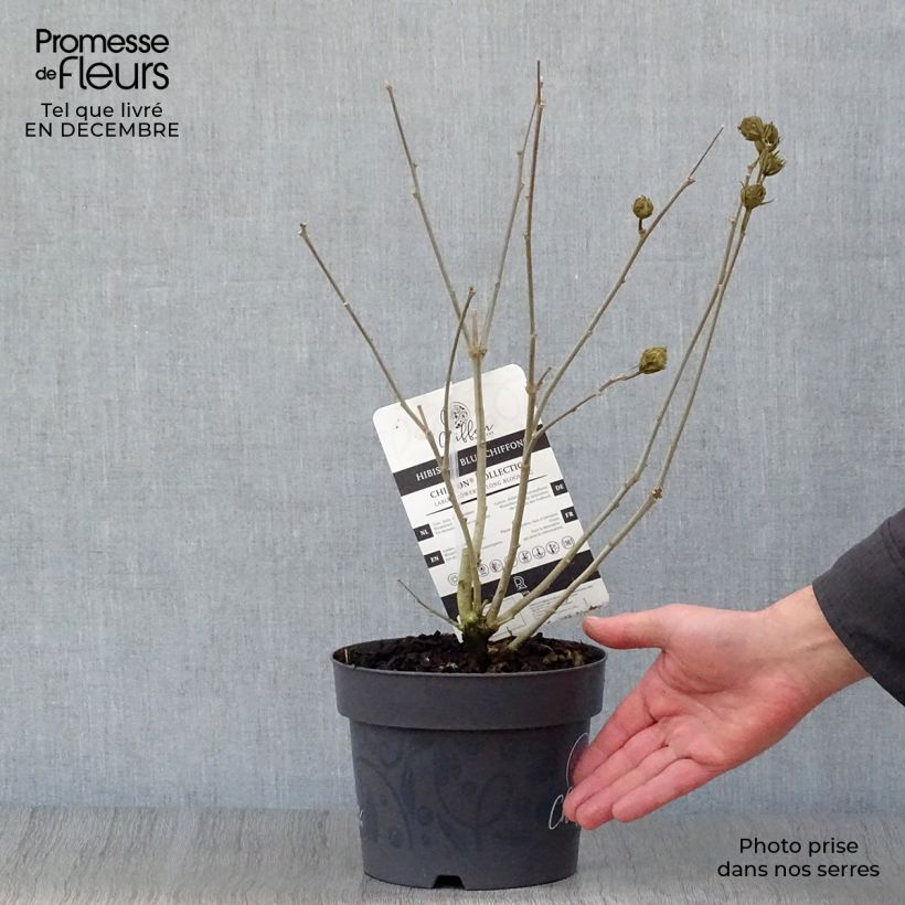 Exemplar von Garten-Hibiscus Blue Chiffon - Hibiscus syriacus Topf mit 2L/3L wie im Winter geliefert