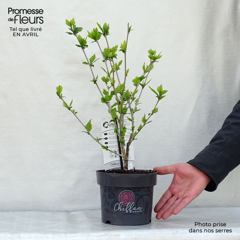 Exemplar von Garten-Hibiscus Blue Chiffon - Hibiscus syriacus Topf mit 2L/3L wie im Frühjahr geliefert