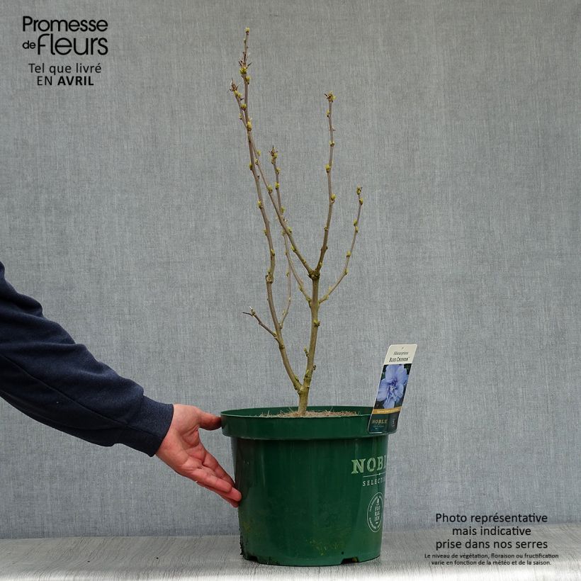 Exemplar von Garten-Hibiscus Blue Chiffon - Hibiscus syriacus Topf mit 6L/7L wie im Frühjahr geliefert