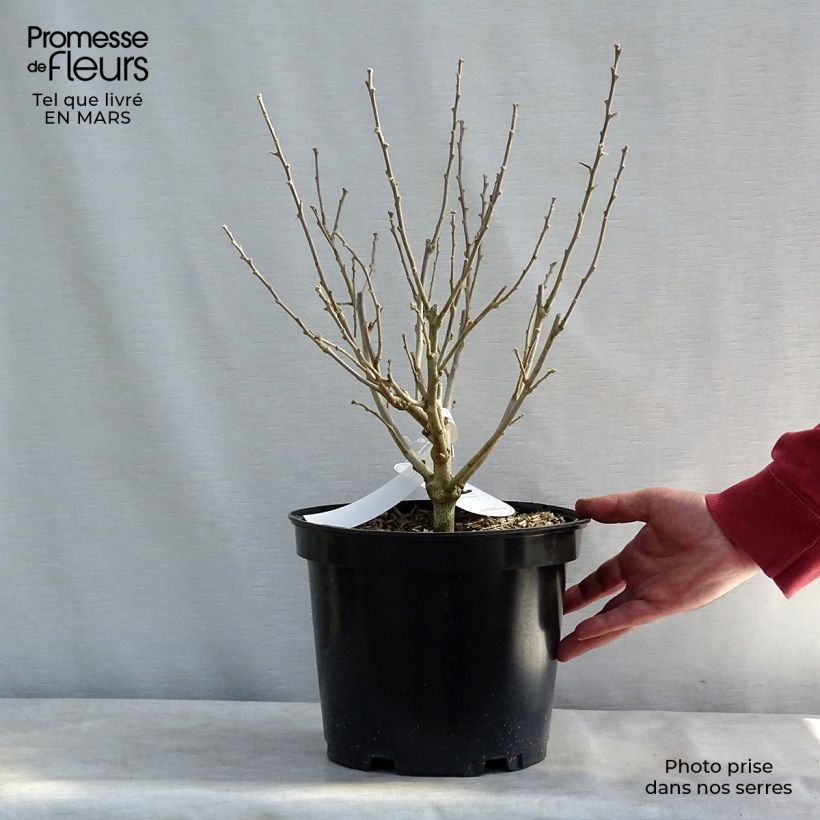 Exemplar von Garten-Hibiscus Blue Chiffon - Hibiscus syriacus Topf mit 6L/7L wie im Winter geliefert