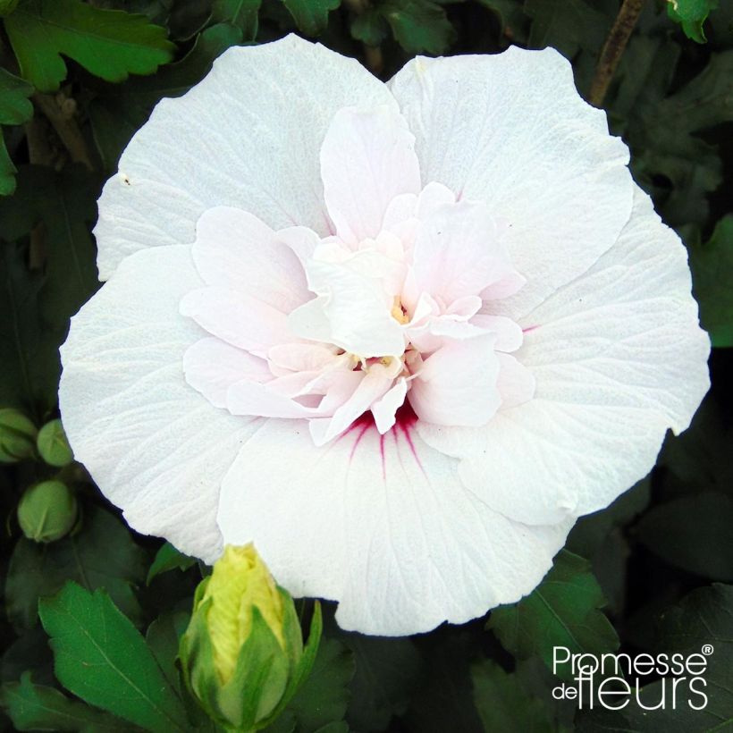Garten-Hibiscus China Chiffon - Hibiscus syriacus (Flowering)