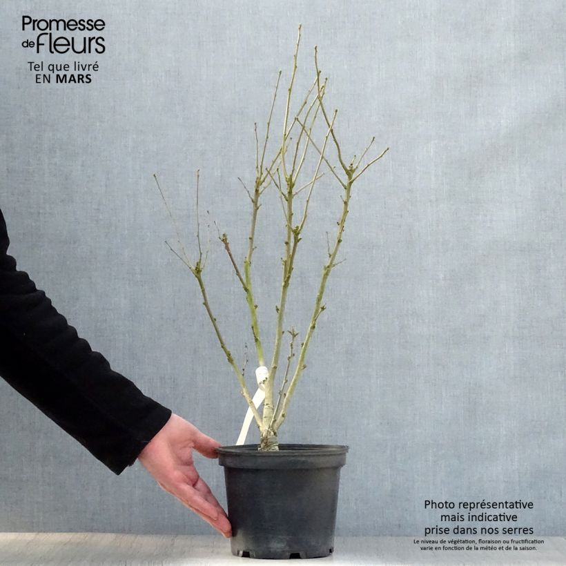 Exemplar von Garten-Hibiscus Duc de Brabant - Hibiscus syriacus Topf mit 3L/4L wie im Frühjahr geliefert