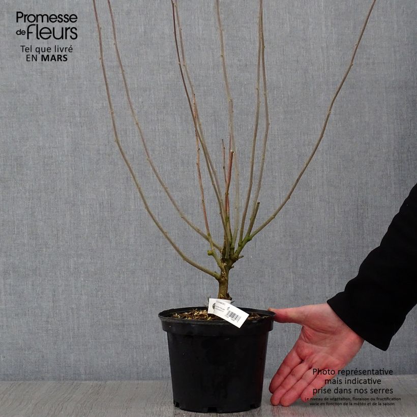 Exemplar von Garten-Hibiscus Duc de Brabant - Hibiscus syriacus Topf mit 3L/4L wie im Winter geliefert