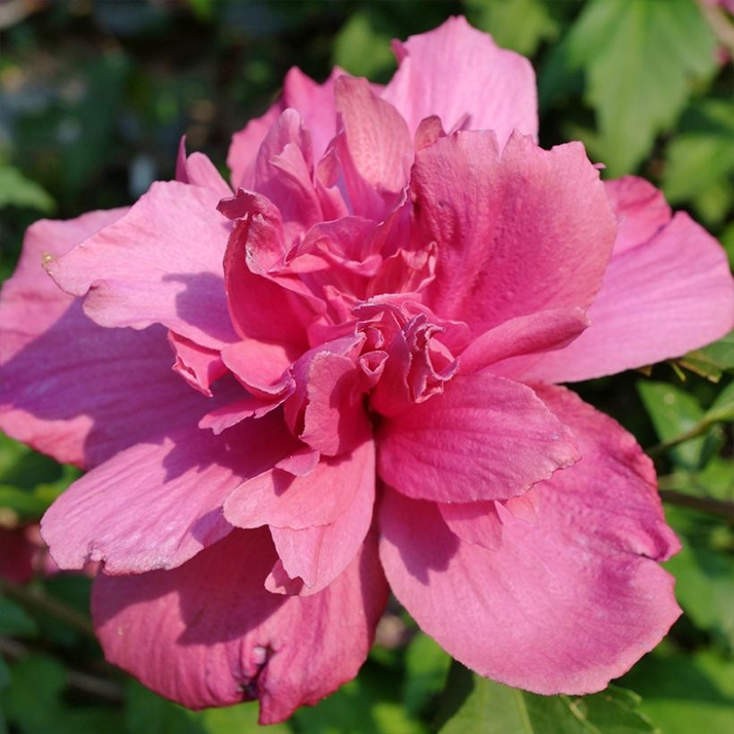 Garten-Hibiscus Duc de Brabant - Hibiscus syriacus (Flowering)