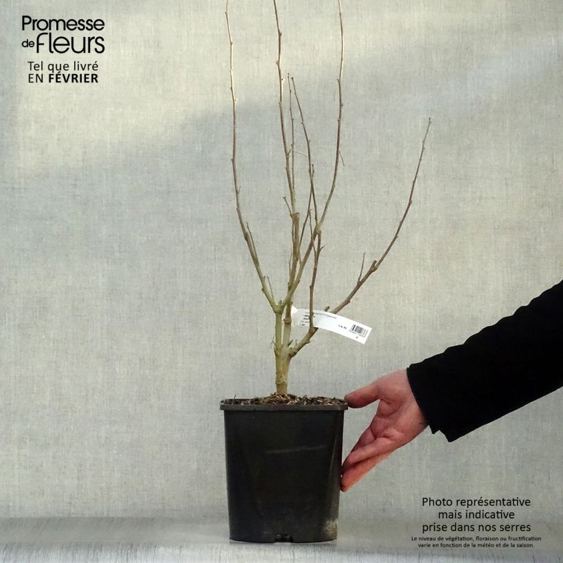 Exemplar von Garten-Hibiscus Eléonore - Hibiscus syriacus Topf mit 2L/3L wie im Winter geliefert